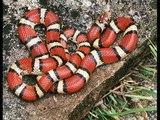 High Woods coral snake Kingdom Of Snakes