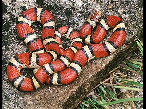 High Woods coral snake Kingdom Of Snakes