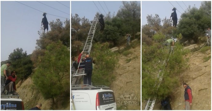 Cabra é resgatada após ficar com os cornos presos em cabos elétricos... WTF!