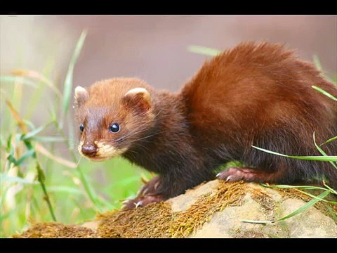 Dog toothed cat snake Kingdom Of Snakes