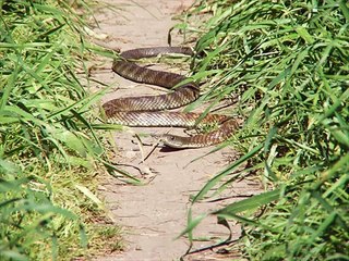 Arabian cobra Kingdom Of Snakes