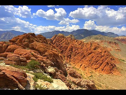 Colorado desert sidewinder Kingdom Of Snakes