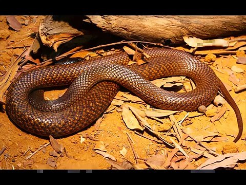 Common tiger snake Kingdom Of Snakes