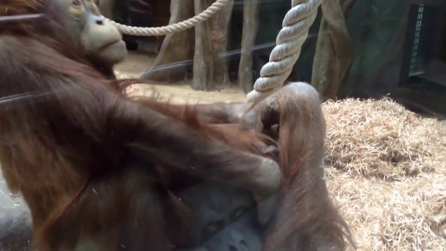 ОБЕЗЬЯНЫ. ЛЮБОВЬ Смешные обезьяны Приколы с животными. Animals & fish