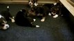 Beagle Puppies 2.5 Weeks Old Rainbrook Park Litter B