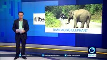 Indian bikers narrowly escape rampaging elephant