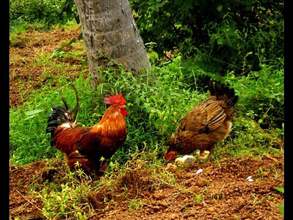 Cock in the nature