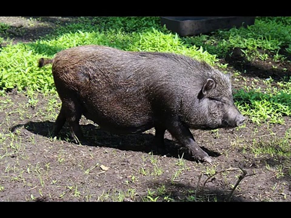 Pig in the nature