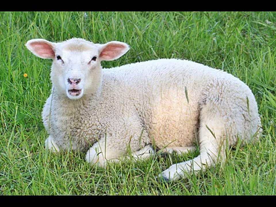 Sheep