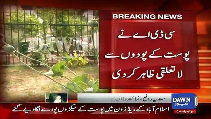 Breaking News : Red Zone Main Supreme Court ke Samne Afeem Ke Plant Laga Diye Gaye..