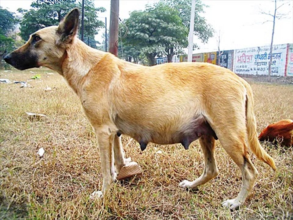 dog sex video
