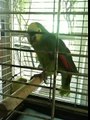 COCO THE PARROT SINGS THE HARDEST PART BY COLDPLAY.MOV