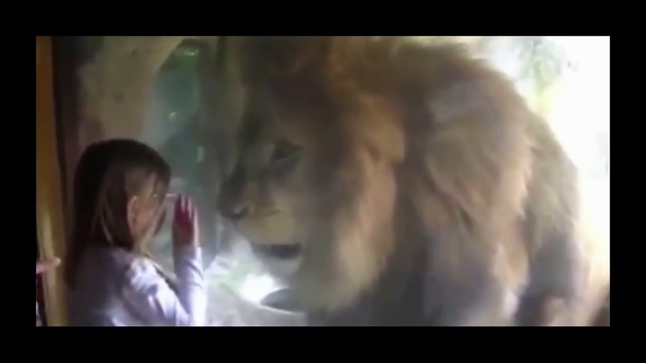 Une petite fille embrasse un lion dans un Zoo, mais ensuite ...