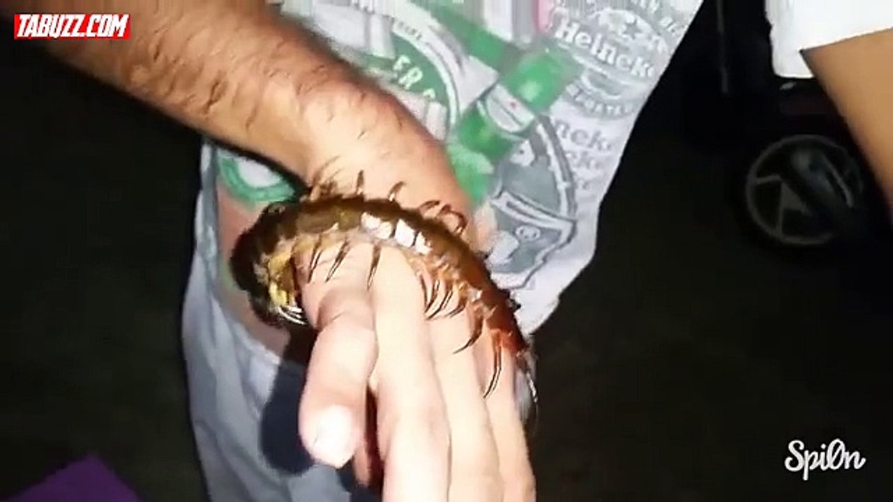 Un homme embrasse une scolopendre géante