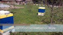 Pszczoły podczas kwitnienia wiśni