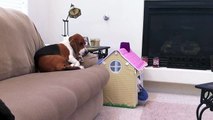 Cute Basset Hounds Playing - Funny