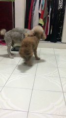 Doggies playing around, having fun!