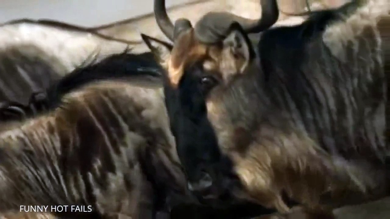 Animals Attack Compilation - crocodile attack - Crocodile Attacks Zebra -wild animal attack #2