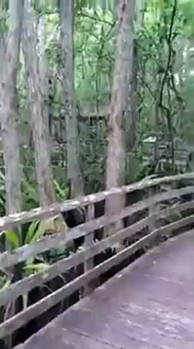 Crazy Florida Panther Encounter!