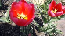 Tulip garden & Fruit trees blooming   Vegetable garden