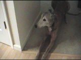 Adopted Greyhound With Chattering Teeth Part 2
