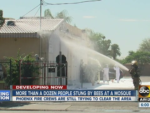 More than a dozen people stung by bees at mosque