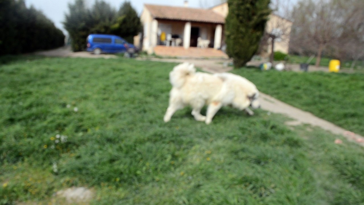 Arrivée de notre brebis "Etoile du berger", la découverte pour notre meute.