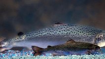 FDA approves genetically modified salmon for human consumption