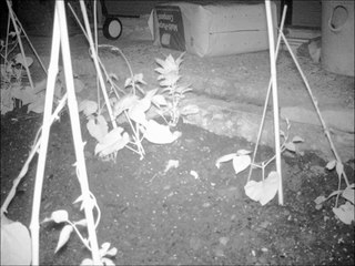 Time-Lapse Video of Runner Beans Growing