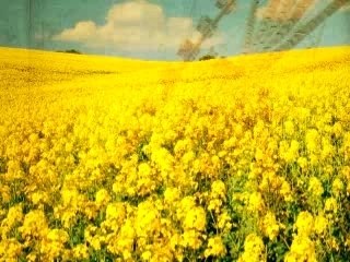 EDC 2007 Conference Highlights