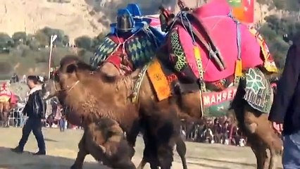 Deve Güreşlerinin Yenilmezi Nazilli Yıldızı