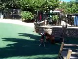 Herman The Cocker Spaniel Does What all Dogs Should Do At The Dog Park