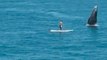 Whale Greets Paddle Boarder in Spectacular Fashion
