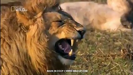 View lion burst of laughter - very very funny