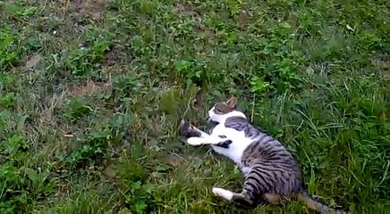 Igra macke i ptice.mp4