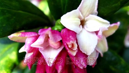 春よ、来い♪松任谷由実♪midi カラオケ/歌詞・メロラインあり