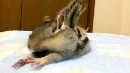 That feeling when you put fresh bed sheets on x Video Credit  bikke the chip htt