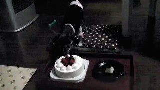 チワワのCub Lui４歳の誕生日（Chihuahua
