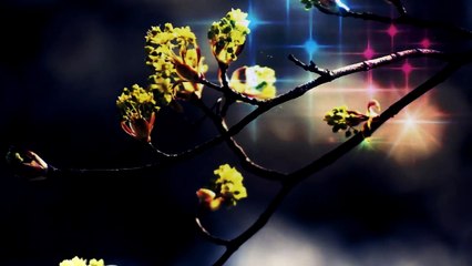 เหงา เหงา