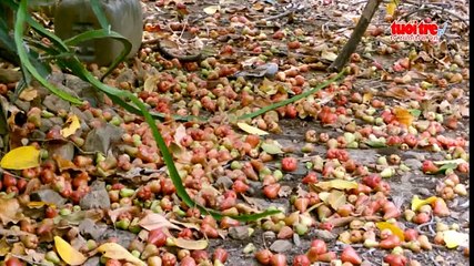 Mận rụng đỏ vườn vì khô hạn