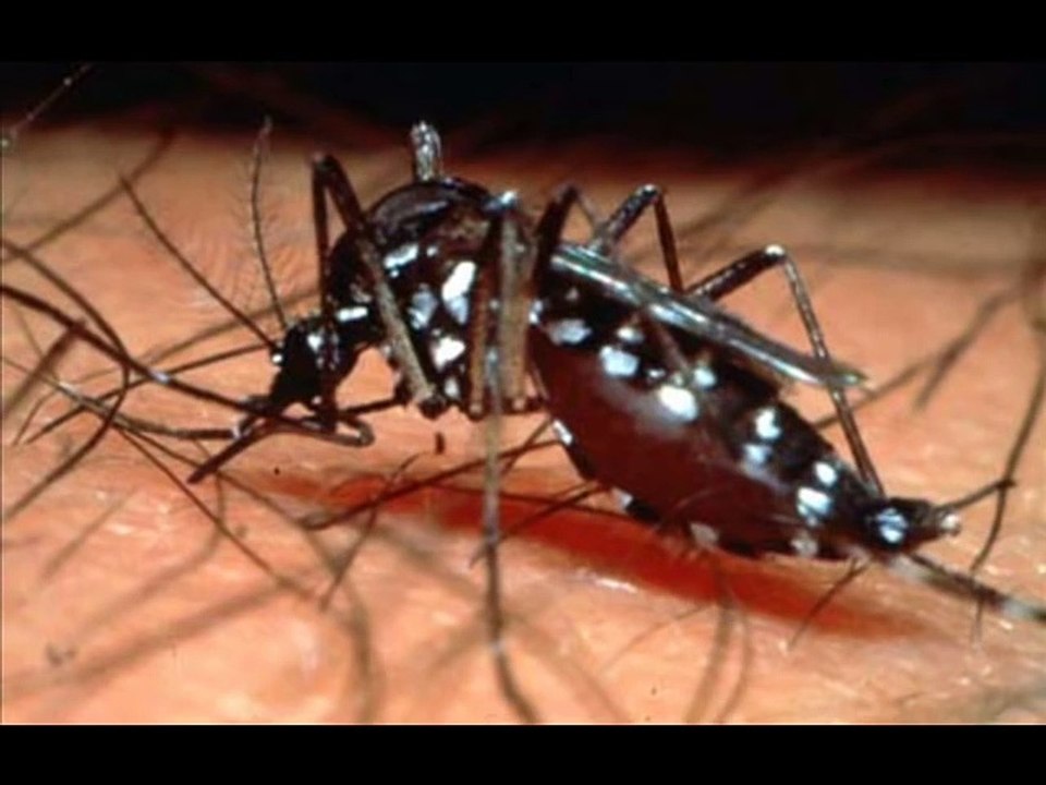 Dengue Mosquito | Treatment For Dengue Fever | Dengue Fever History | Dengue Infection Video 1