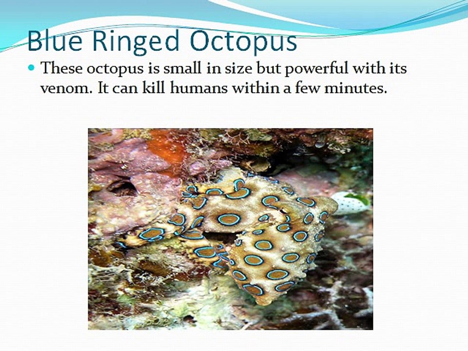 Deadliest Sea Creatures in the Oceans