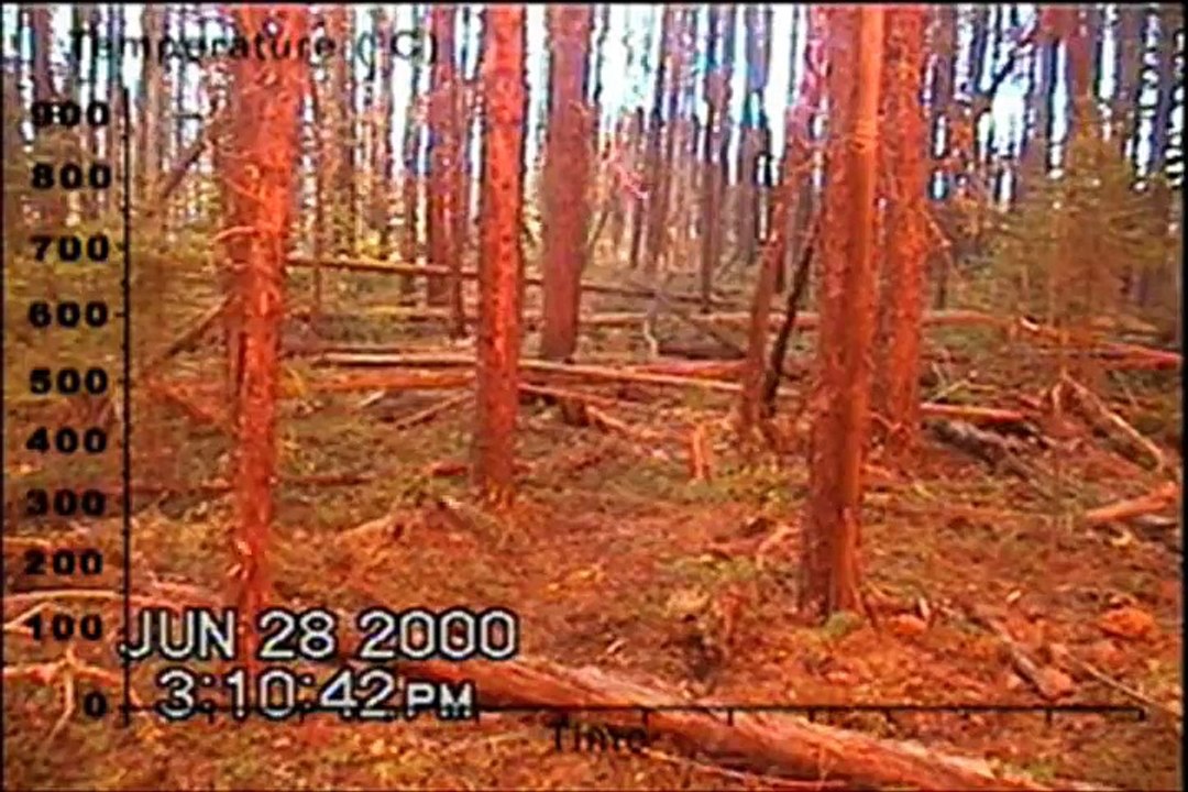 Inside The Forest Fire