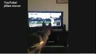 Enthusiastic dog chases baseball on TV