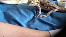 My bearded dragon eating mealworms