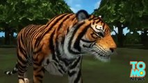 Tiger mashambulizi asiyekuwa na meno tiger makucha Tanzania mwanamke hadi kufa nchini India