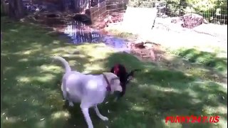 Chicken Vs Dog Funny Animal Attack Video