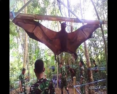 World's Biggest Animals - Top 20 Largest Animals of All Time