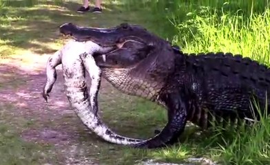 Timsah Kendi Yavrusunu Yedi