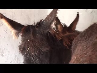 Buz tutan eşeklere barınak